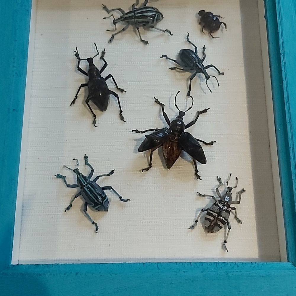 Framed Taxidermy Real Bug Art 7" x 8½"